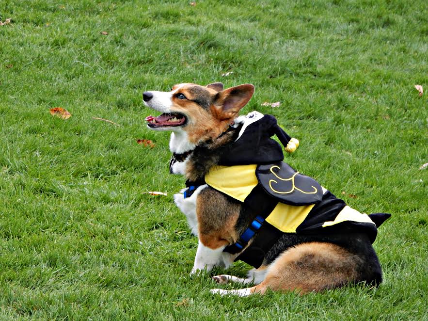 corgis-in-the-park-2