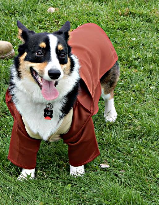 Corgis in the Park: a barking&nbsp;success