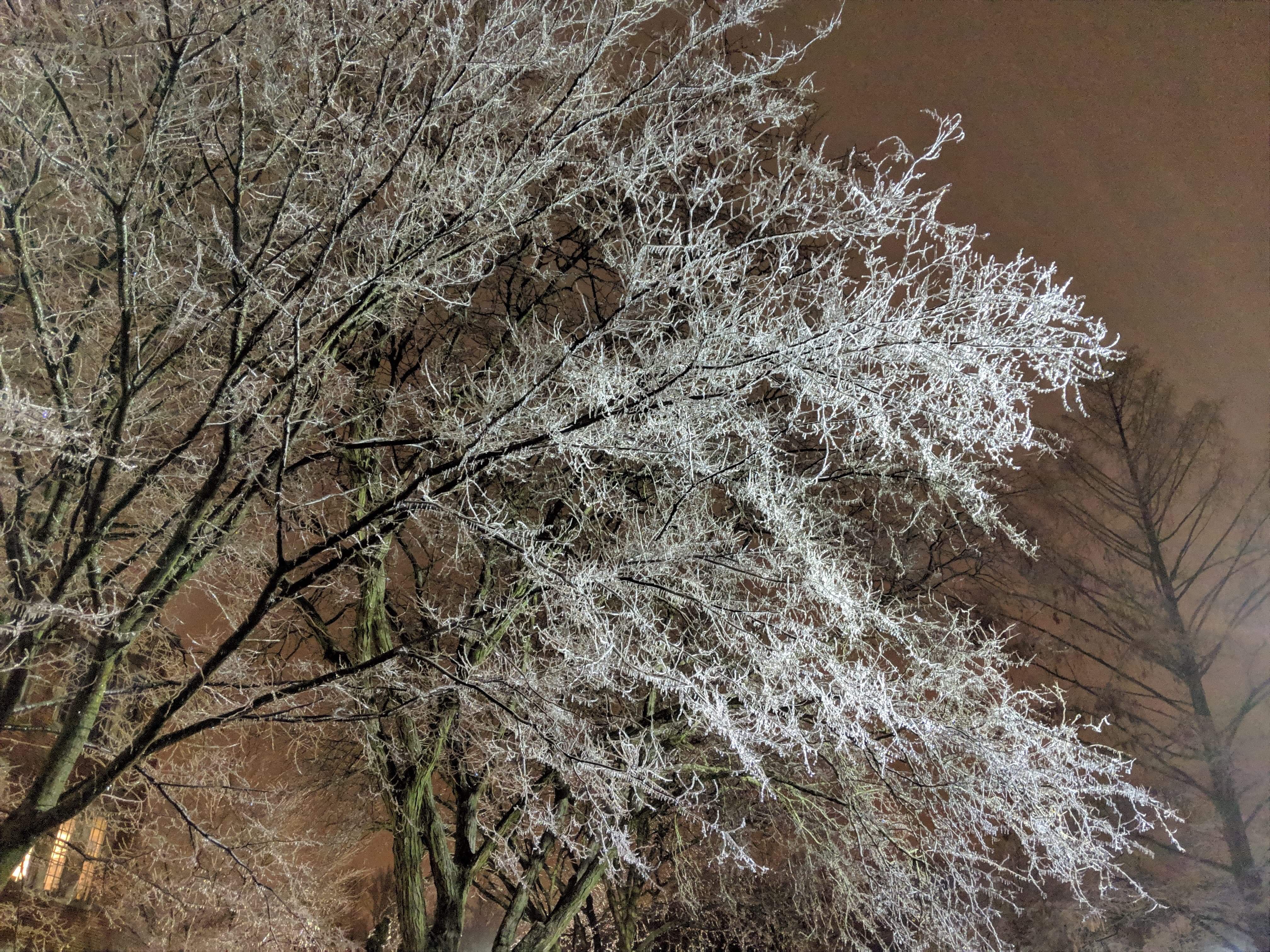 trees on campus during the snow days