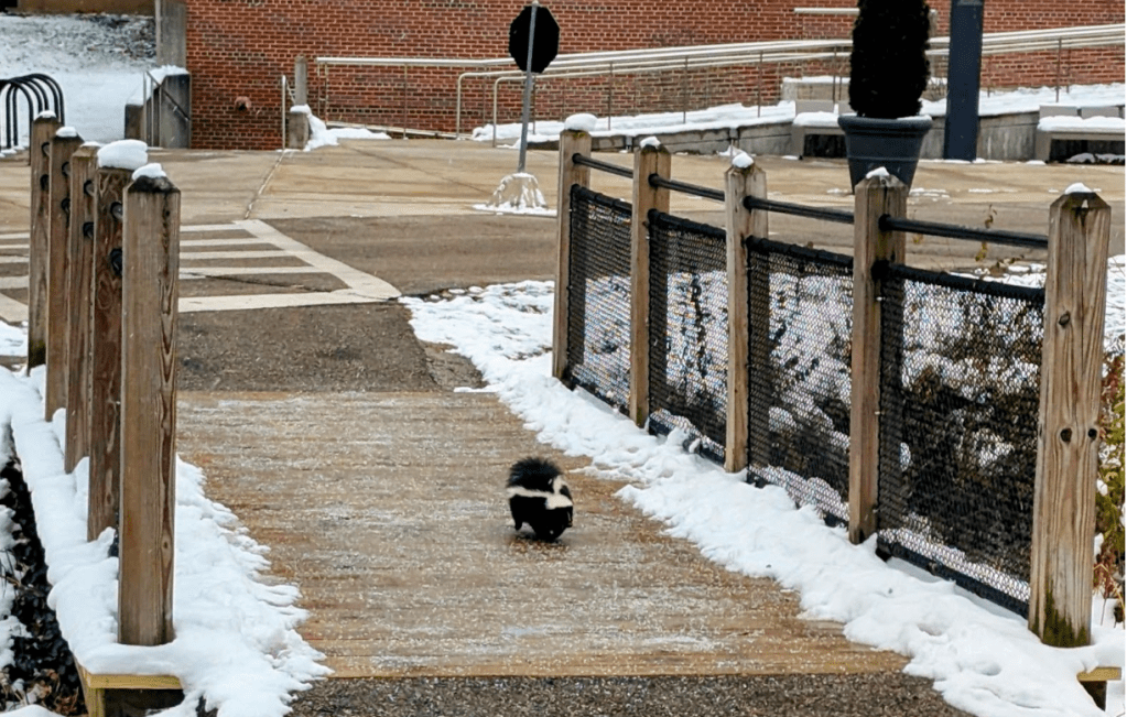 Something stinks on Campus – Skunk on the&nbsp;prowl