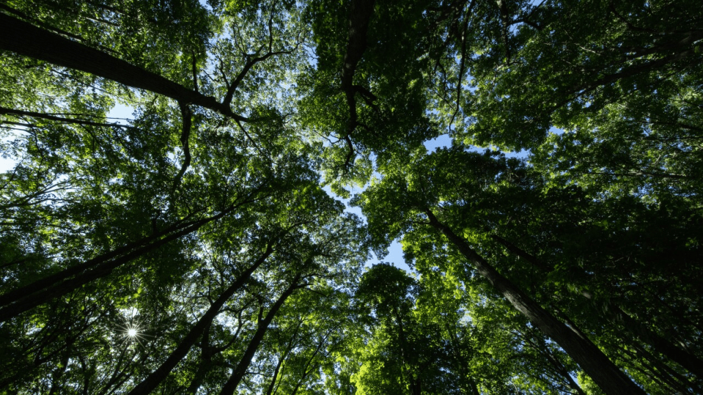 Aquinas College’s Urban Arboretum receives international&nbsp;recognition